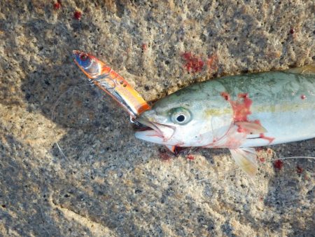 熱中症⁇超危険‼南大阪